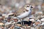 Thumbnail for File:Snowy Plover srgb.jpg