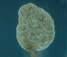 Trichoplax adhaerens photograph.png