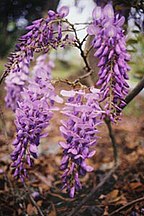 Blütenstände einer Wisteria