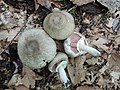 Agaricus bohusii