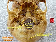 Human skull seen from below. External occipital protuberance labelled at the bottom.