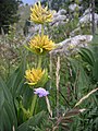 Gentiana lutea (kapentingan file)