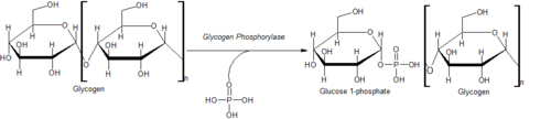 Action of Glycogen Phosphorylase on Glycogen