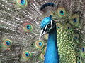 Peacock head