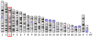 Chromosome 3 (human)