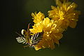 Kerrie (Kerria japonica Pleniflora), Blüten