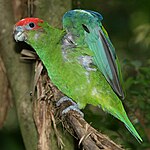 A green parrot with a red forehead, and blue eye-spots and wings