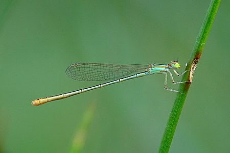 Agriocnemis pygmaea female (androchrome)