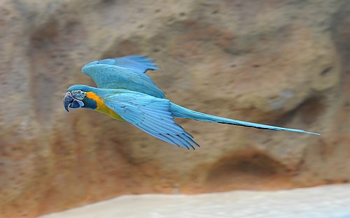 Blue-throated macaw