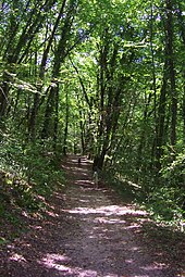 Photo d'un beau chemin bien droit dans une forêt de grands arbres.