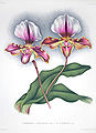 Cypripedium lathamianum, in L'Illustration horticole