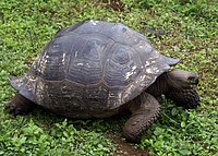 Tortoise of the C. n. porteri subspecies has a rounded shell shaped like a dome.