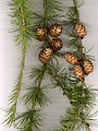 European Larch foliage and cones