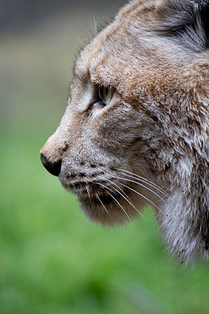 这是一只欧亚猞猁（学名：Lynx lynx），摄于西班牙马德里动物园。