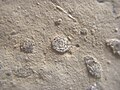 Microfossil berukuran sekitar 1 mm