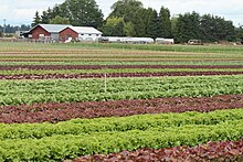 Field of lettuce and other vegetables at Mustard Seed Farms, an organic CSA in Oregon