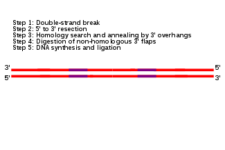 Still frame of an animation of the SSA pathway. A single molecule of double-stranded DNA is shown in red, oriented horizontally. On each of the two DNA strands, two purple regions indicating repeat sequences of DNA are shown to the left and right of the center of the DNA molecule.