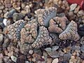 Titanopsis calcarea