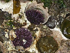 Dois exemplares de Strongylocentrotus purpuratus (Cape Arago, Oregon, EUA)