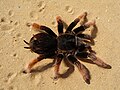 Brachypelma klaasi