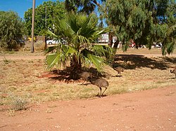 Emu ve městě