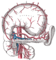 Ing celiac artery at ding kayang sanga; ing dungus mitas ya at ing peritoneum milako ya.