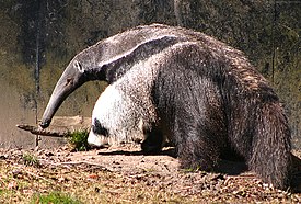 Isomuurahaiskarhu (Myrmecophaga tridactyla)