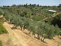 Région de Florence, en Toscane (Italie).