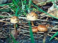 Pholiota highlandensis