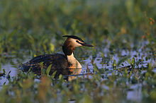 Podiceps cristatus 3 (Marek Szczepanek).jpg