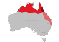 Distribución del Malurus melanocephalus.