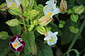 Torenia thouarsii