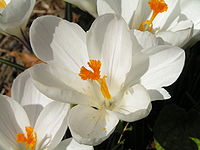 Cultivar met witte bloem