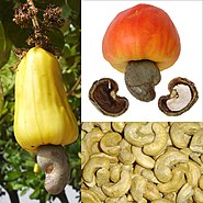 Cashewvruchten en -noten