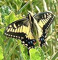 Papilio zelicaon Foto: Stephen Lea