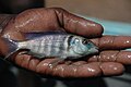 Cichlid fish captured by a Likoma fisher