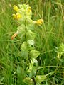 Contoh jambak bunga frondo-brakteat. Rhinanthus angustifolius.