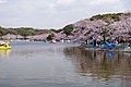 桜の兵庫県立明石公園。