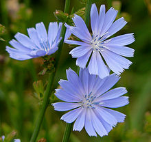 Cichorium intybus june.jpg