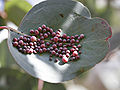 Gall á Eucalyptus