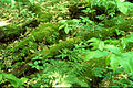 Image 12Downed wood replenishes topsoil as it decays. (from Old-growth forest)