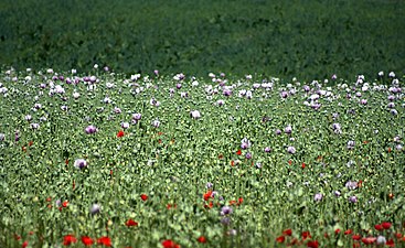 Mohnfeld mit kultiviertem Schlafmohn