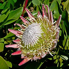 Kuningasprotea (Protea cynaroides)