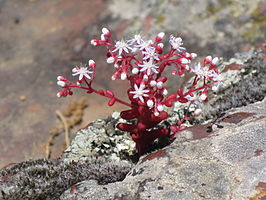 Sedum caeruleum