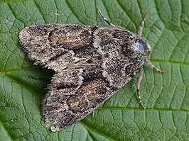 Cryphia fraudatricula