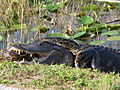 Python birman dans les Everglades attaqué par un alligator du Mississippi.