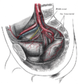 Le arterie della pelvi.