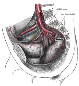 Sagittale doorsnede van het bekken. De aorta splits in de twee arteriae iliacae communes. De rechter slagader is zichtbaar, de linker is doorgesneden.