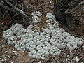 Lophophora williamsii na nalezišti (Wirikuta).