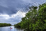 Thumbnail for Ecological values of mangroves